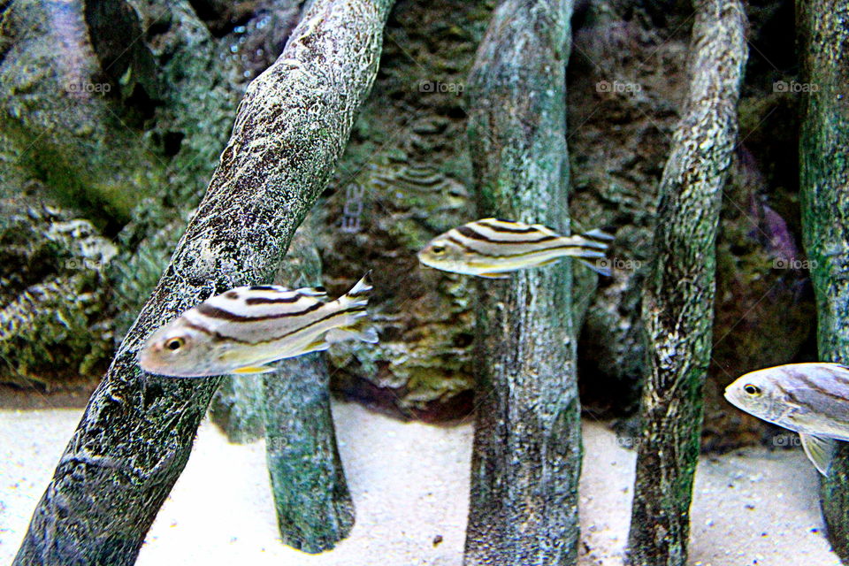 These are fish enjoying a swim around their aquarium taken at the Newport Aquarium in Kentucky.