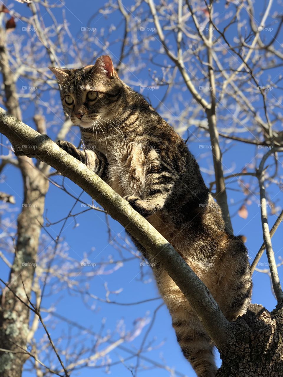 Cat climbing tree