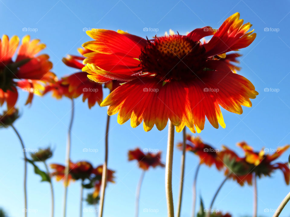 Flowers & sky