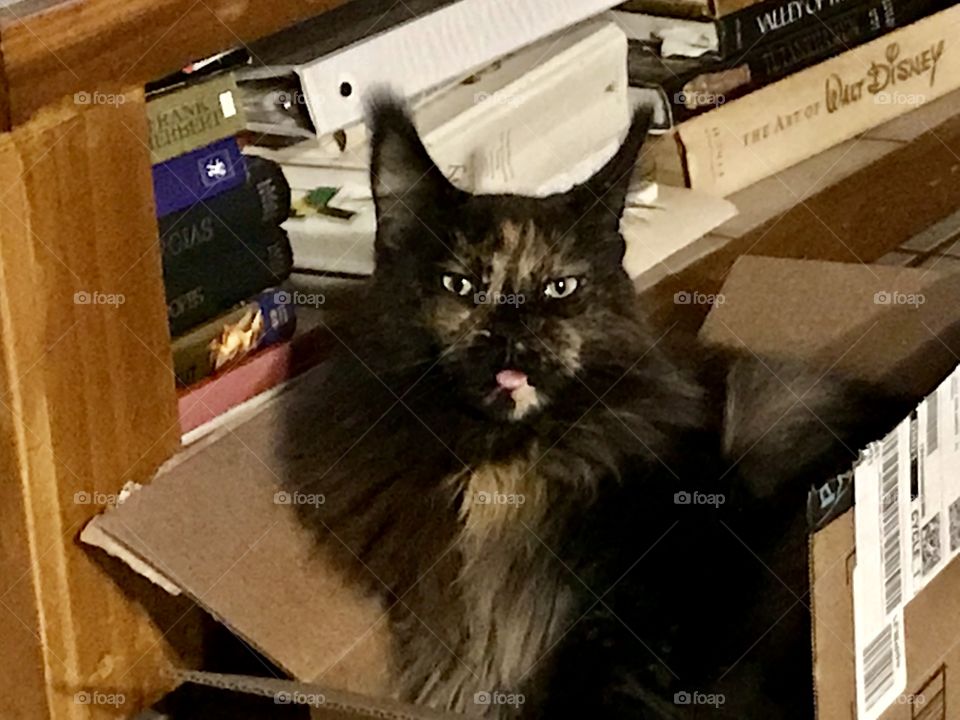 Catnip hangover.....