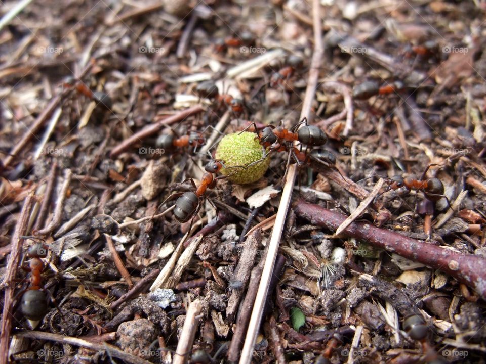 There is an ant hill close to my house.  The weather has been nice so the ants have been very busy and active. I noticed that many ants makes an interesting sound.