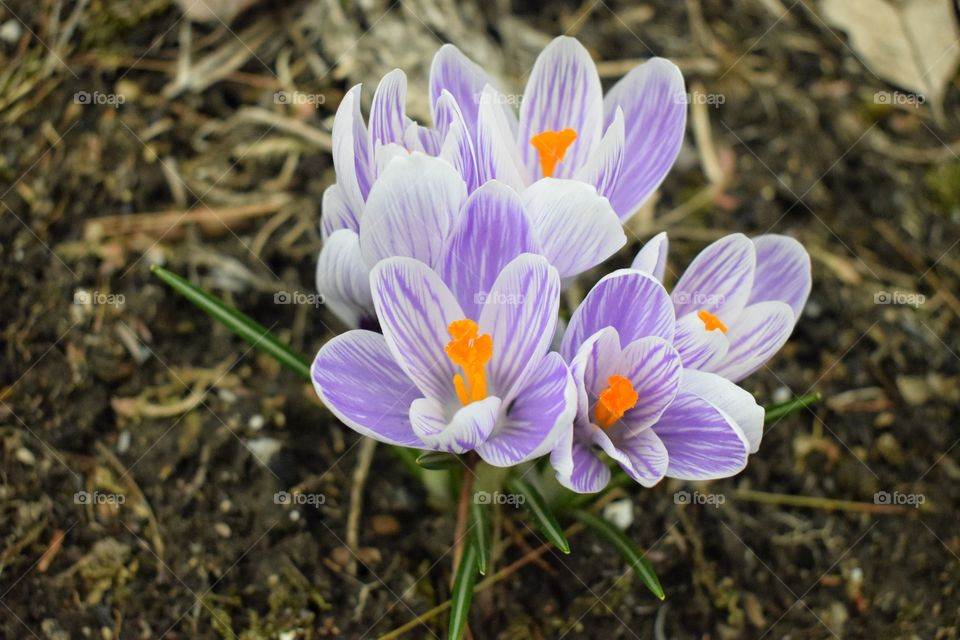 Crocus