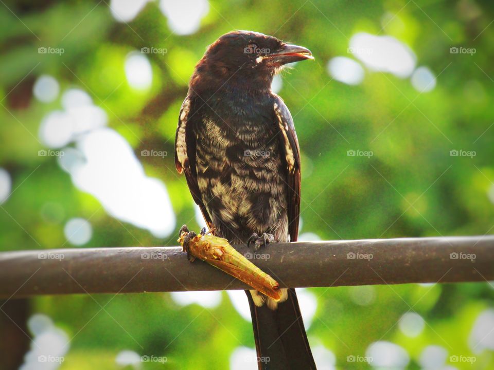 Black drongo eating a grasshopper.
The black drongo (Dicrurus macrocercus) is a small Asian passerine bird of the drongo family Dicruridae.