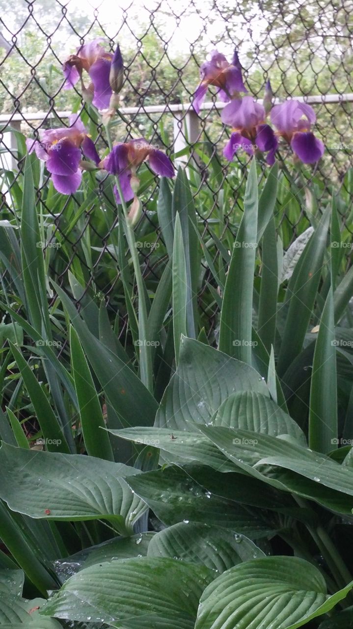 irises. backyard