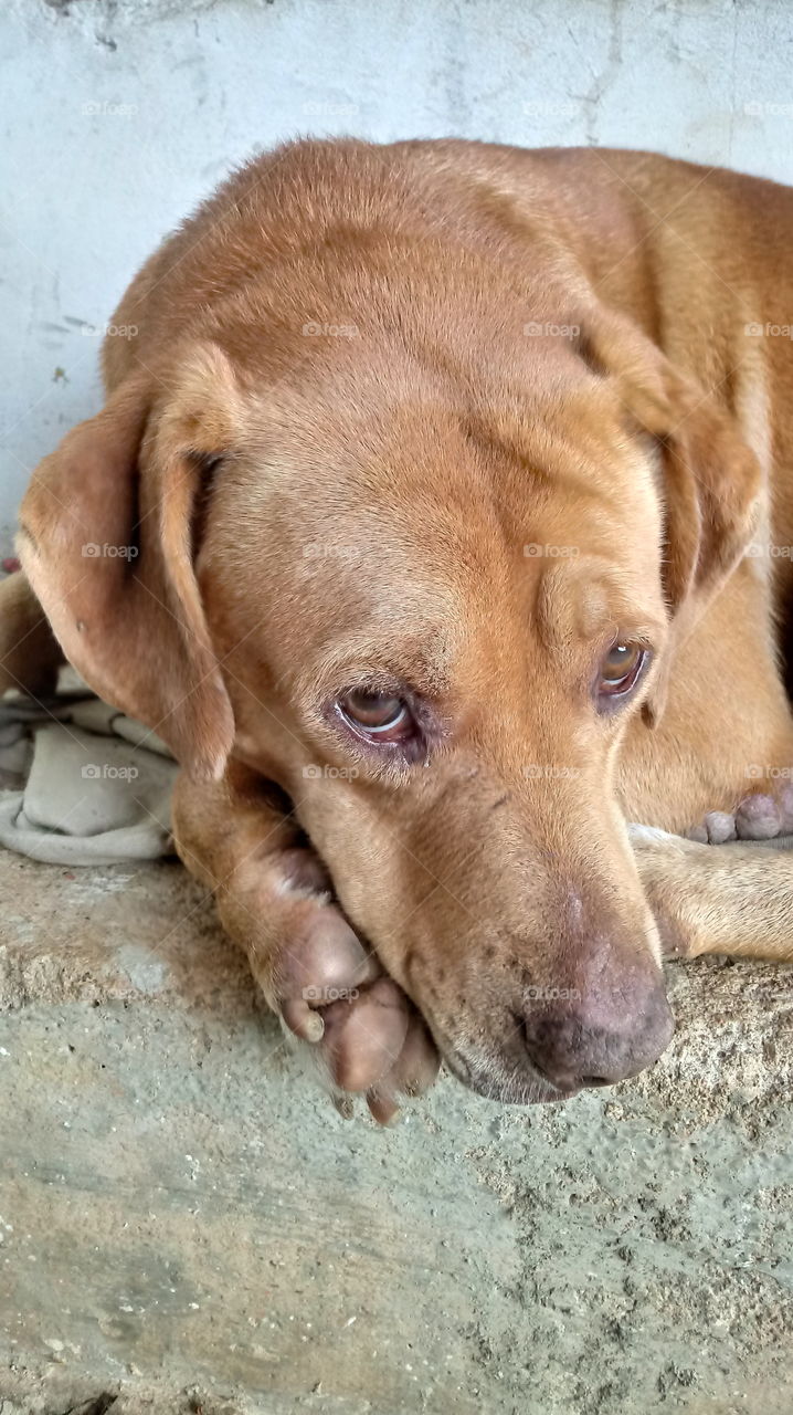 Dòngwù, gǒu, bǔrǔ dòngwù, chǒngwù,