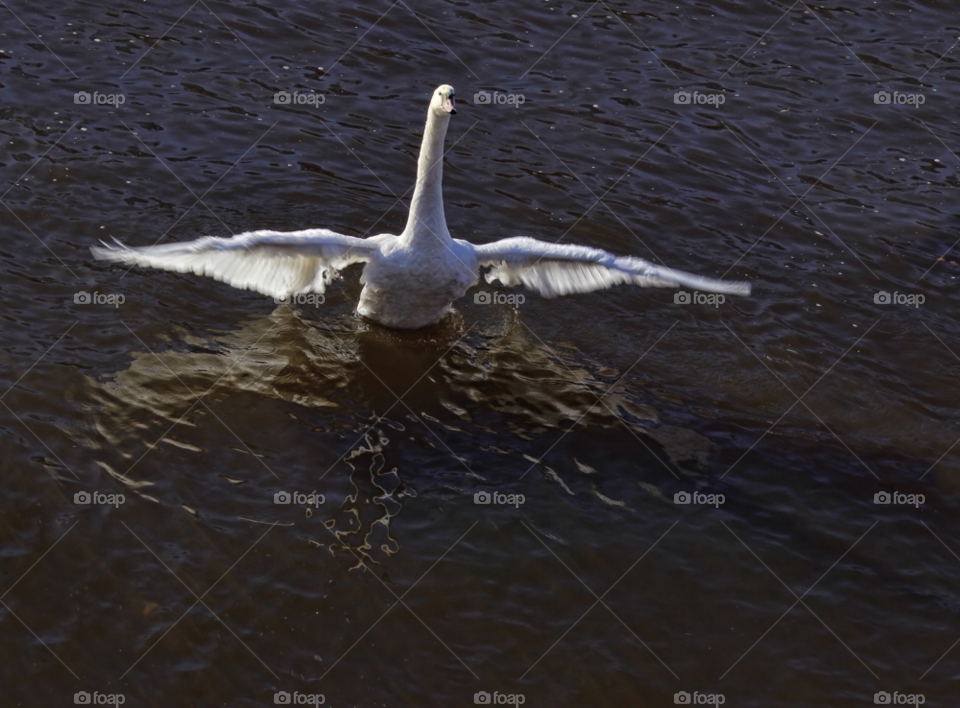 worcestershire uk swan on the river severn by chris7ben