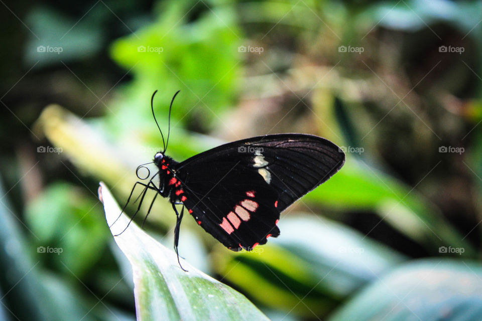 Little butterfly on a leaf