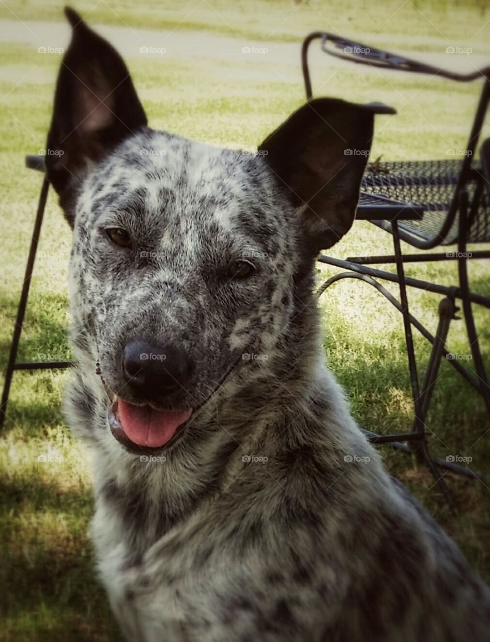 A blue heeler dog sits and smiles in spring