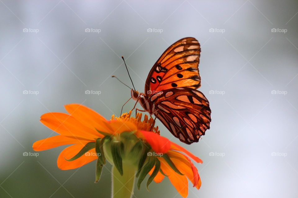 Gulf Fritillary butterfly on Mexican Sunflower 