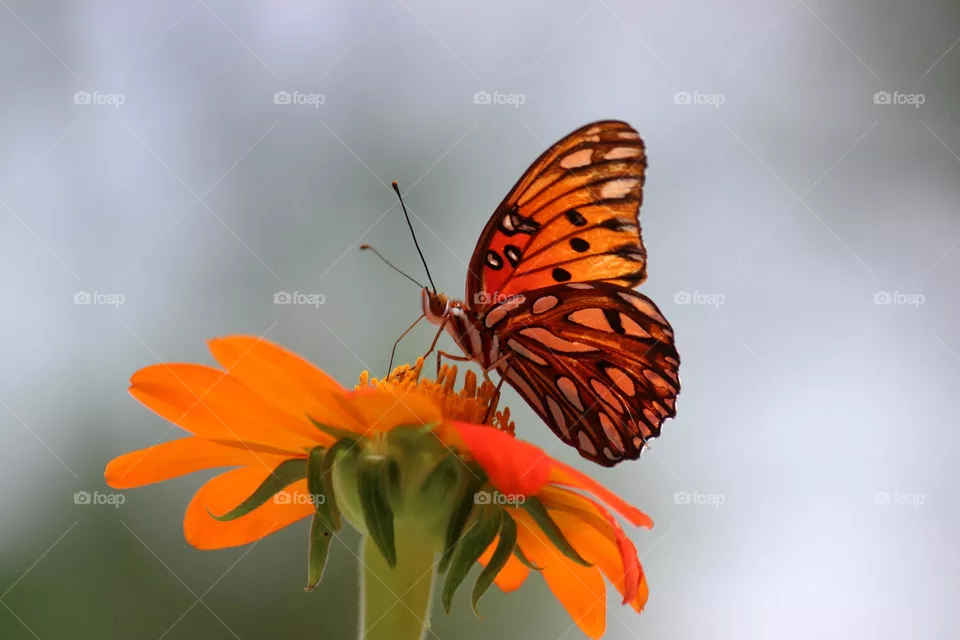 Gulf Fritillary butterfly on Mexican Sunflower 