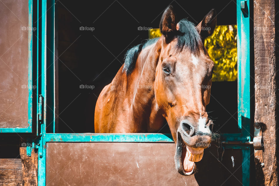 Funny horse