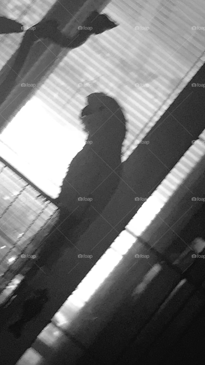 Salmon created cockatoo - Lavie the Cockatoo - Shadow