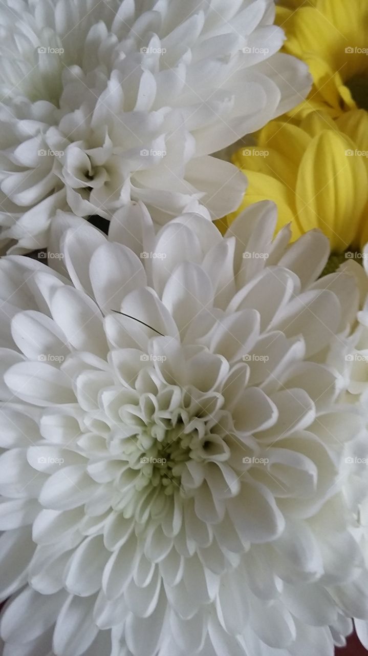 White Flowers and a bit of yellow