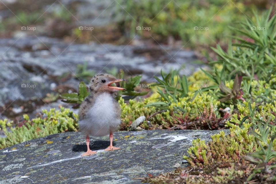 Young bird on rock