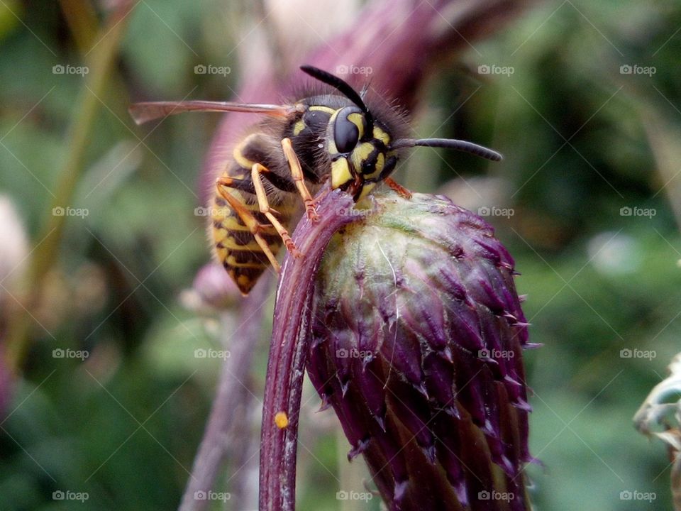 Wasp and broken flower