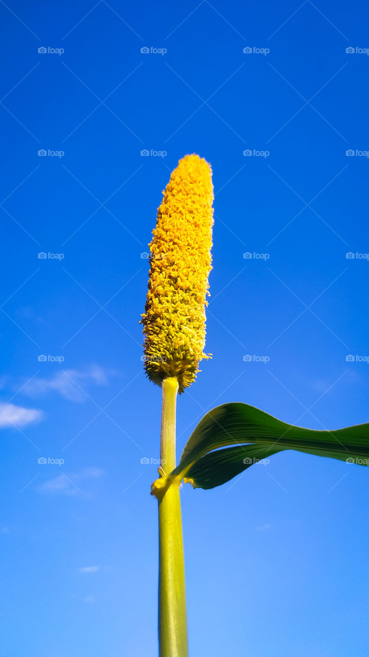 A Ear of millet on the background of the sky.Wallpaper HD for Mobile Smartphone