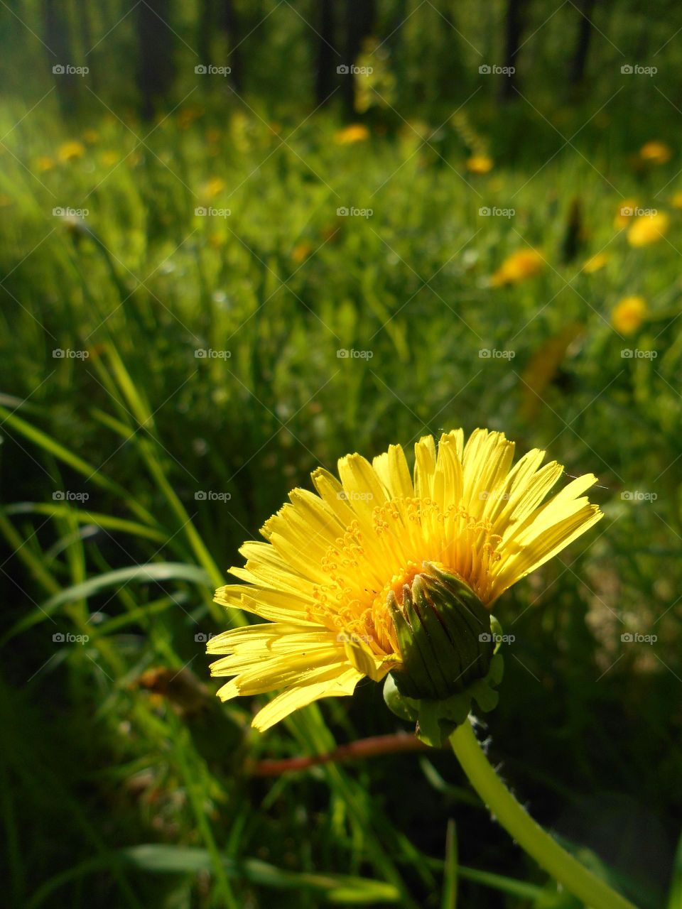 dandelion