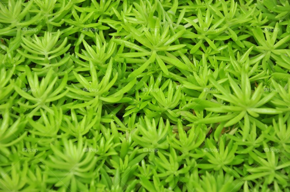 Green miniature succulent plant texture. Green leaves texture. Green leaves background. Green flowers background.