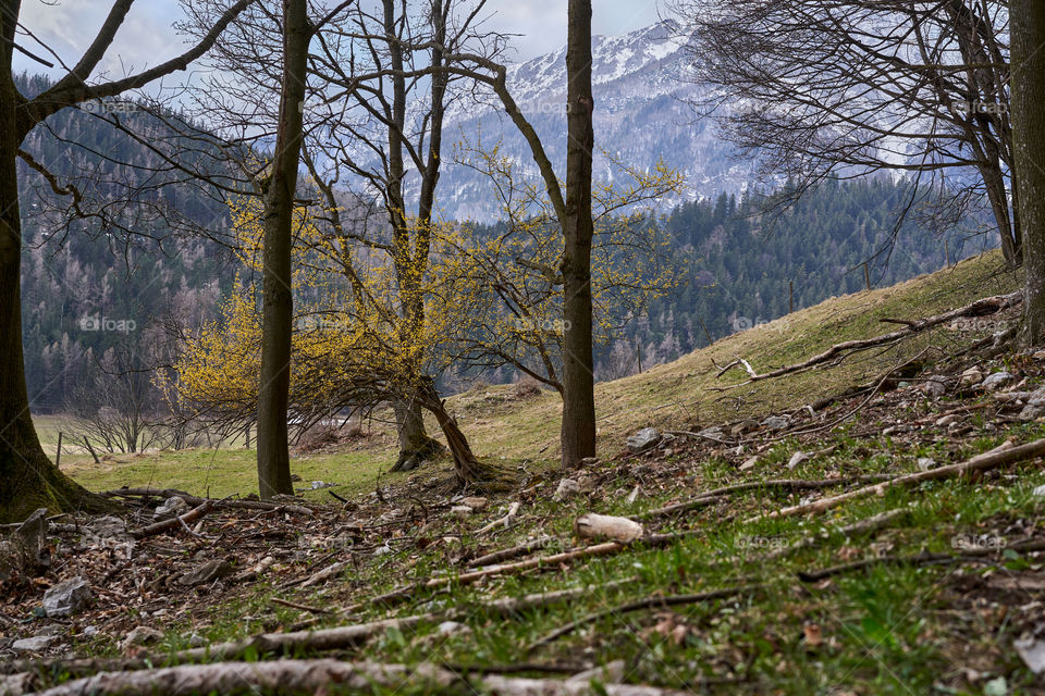 A blooming tree against the snowy mountains in the alpine countryside 