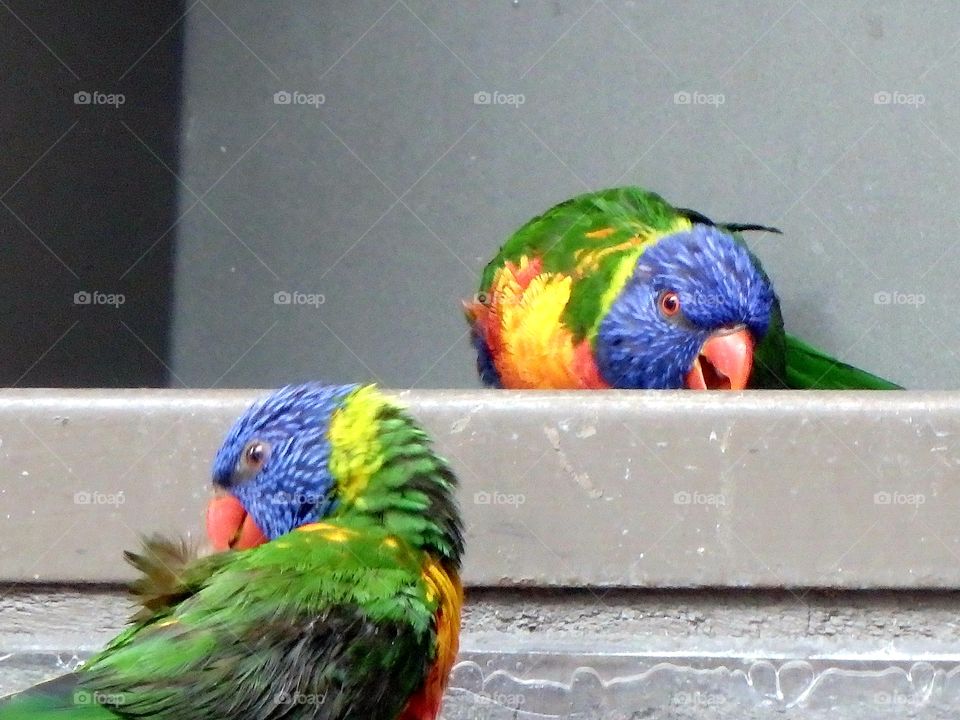 colouful birds