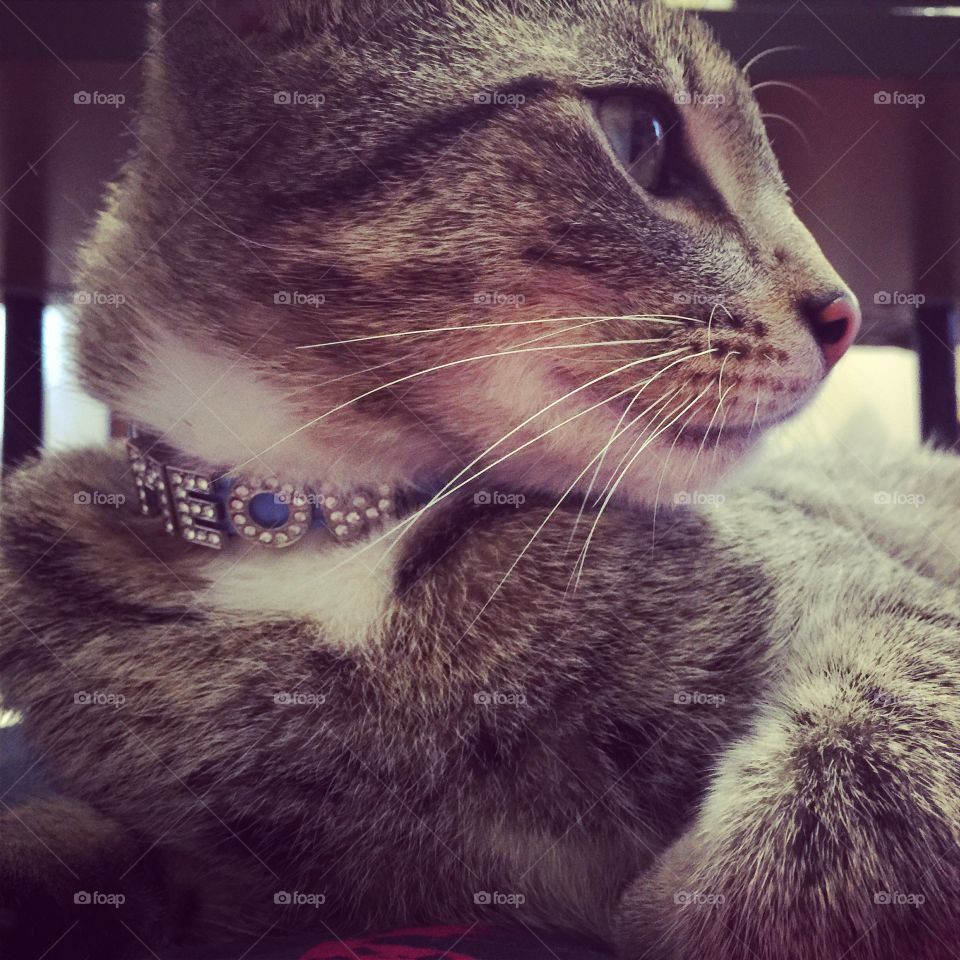 Cat. This is my little boy "Curious" 