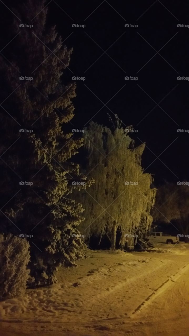 Dark winter snow trees. quite lane of a small town.