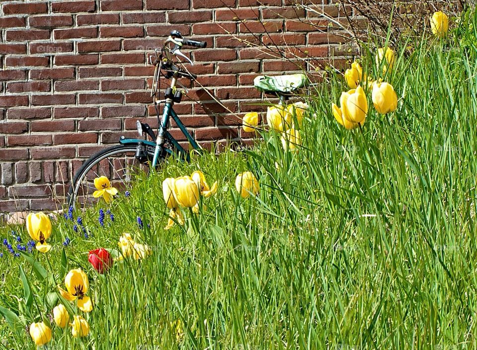 Dutch bike. Typical dutch bike 