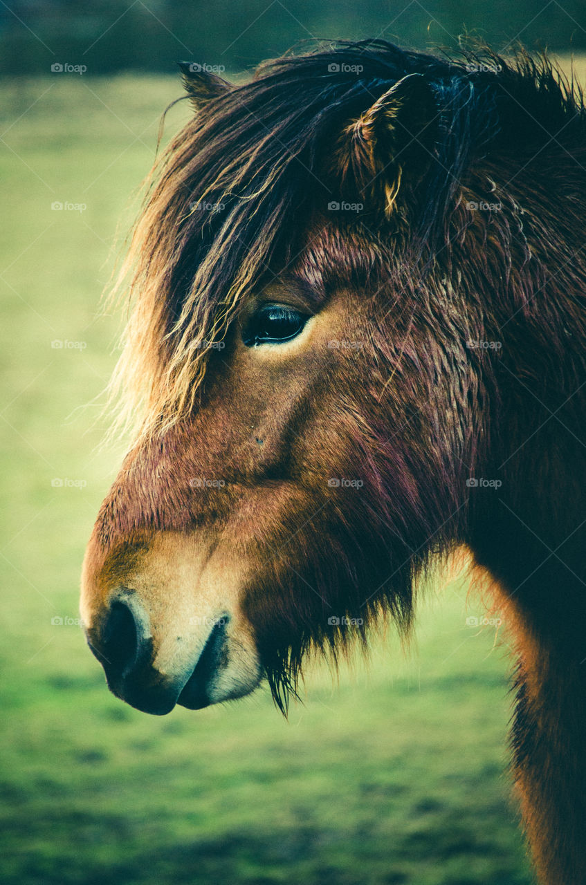 Side view of a horse