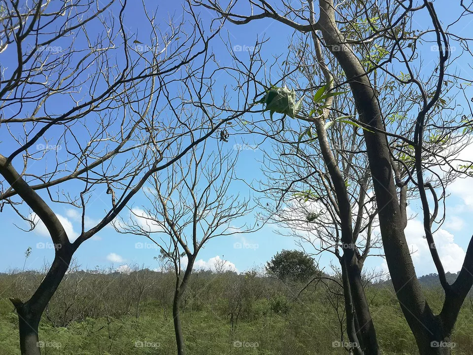 trees