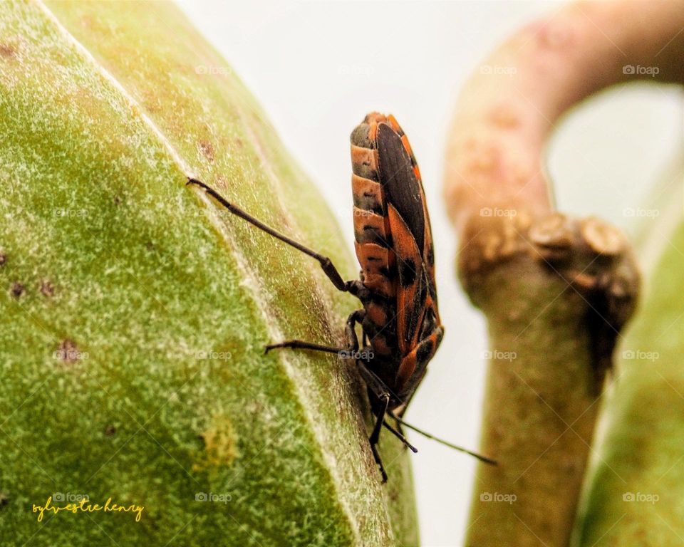 Pyrrhocoris apterus