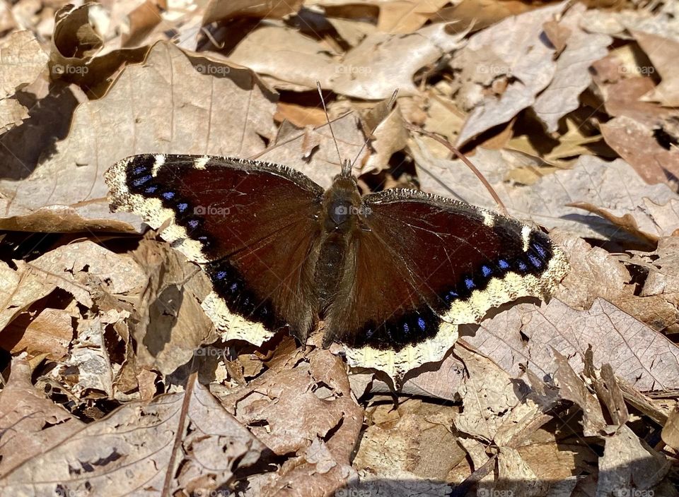 Close up of a mourning cloak butterfly on a bed of brown leaves
