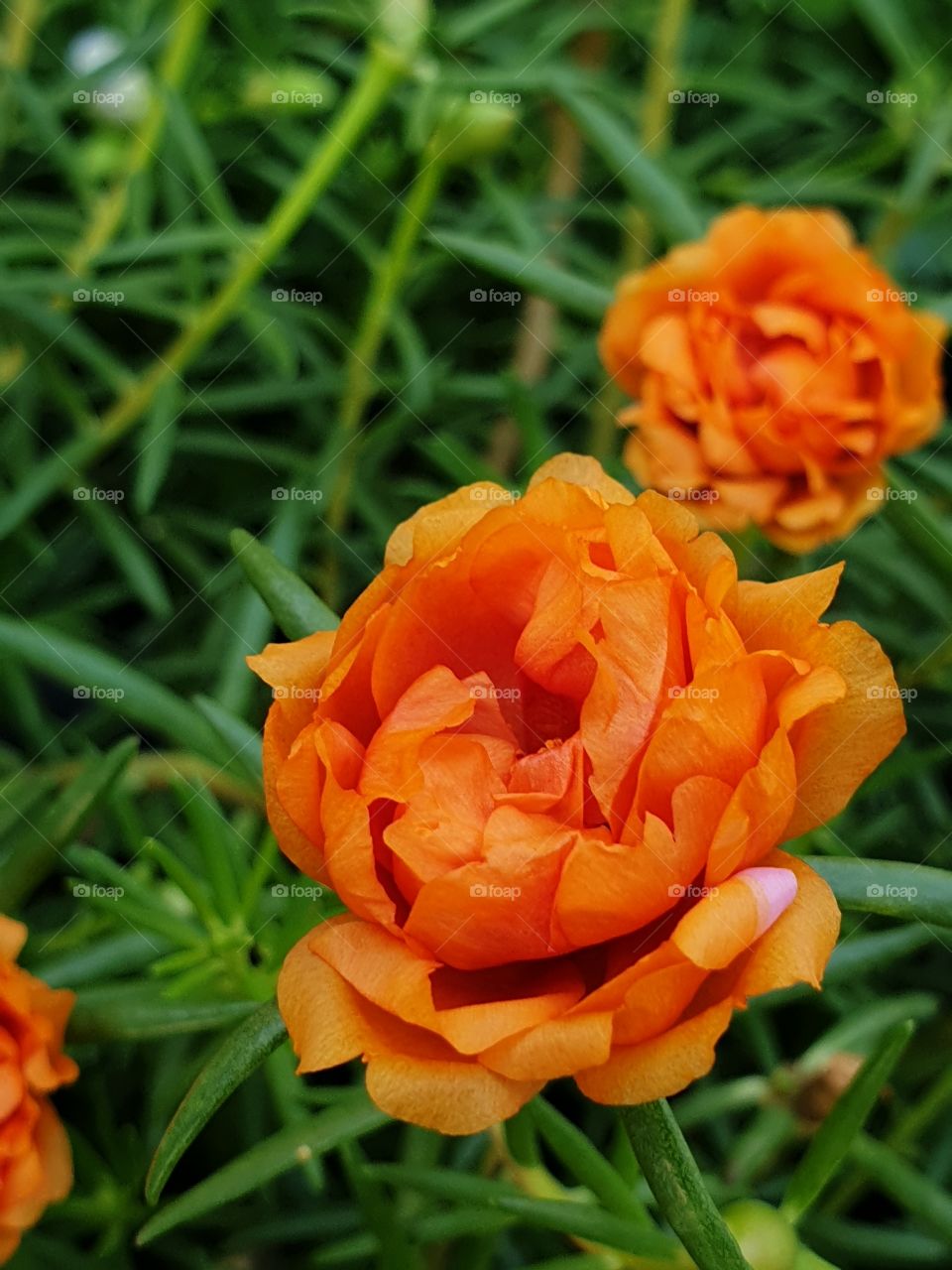 my beautiful Portulaca grandiflora