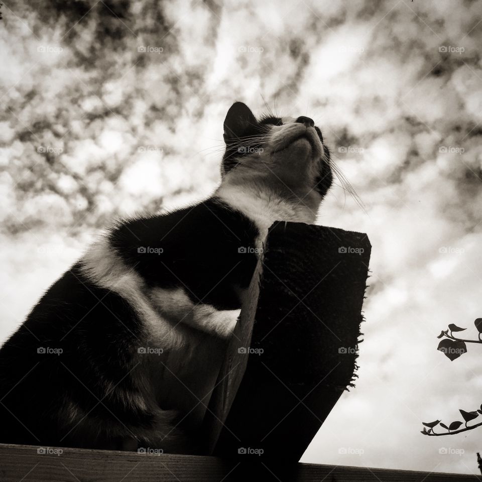 Sky cat