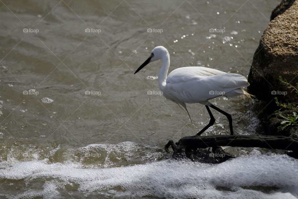 white water bird leg by ronenel
