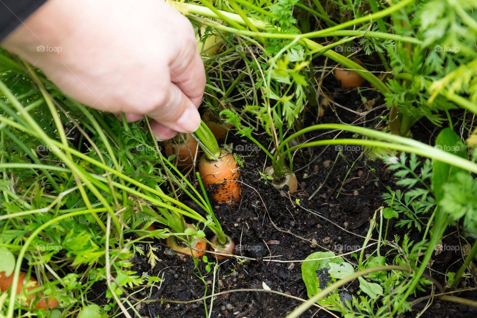 Picking fresh carrots in the soil from my outdoor cultivation 