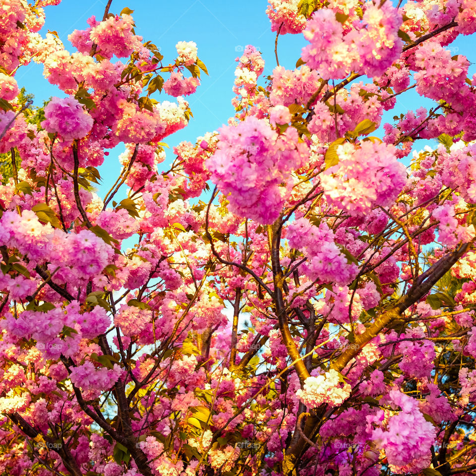 Wonderful looking tree 