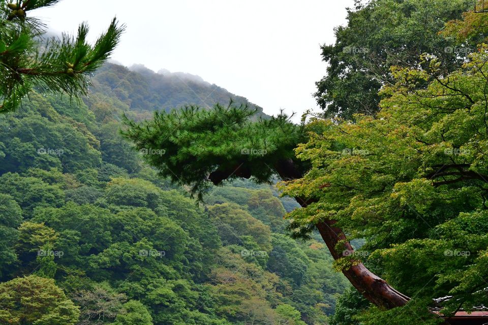 Lush green forest