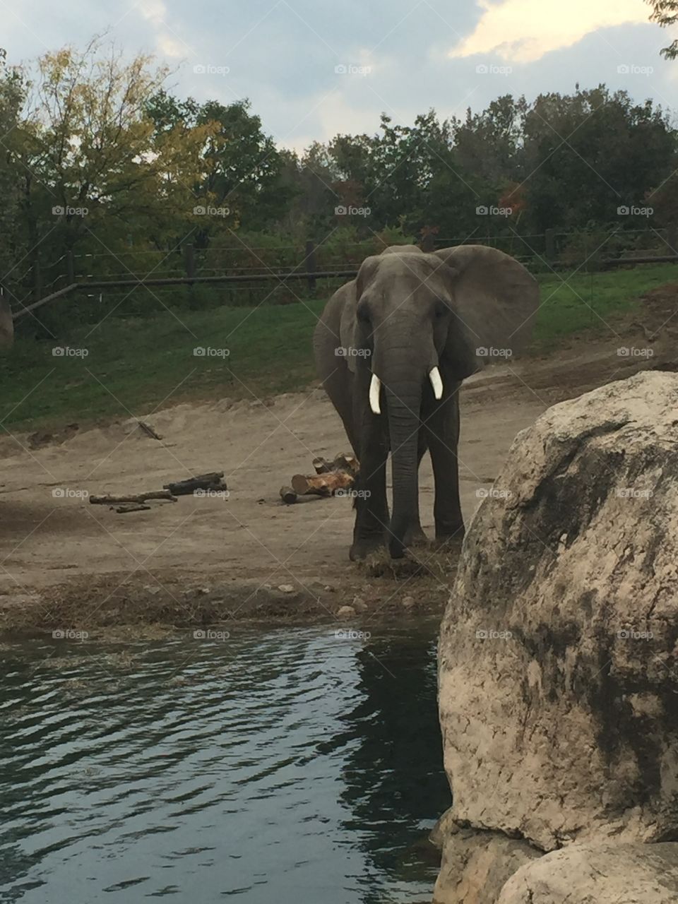 Elephant 