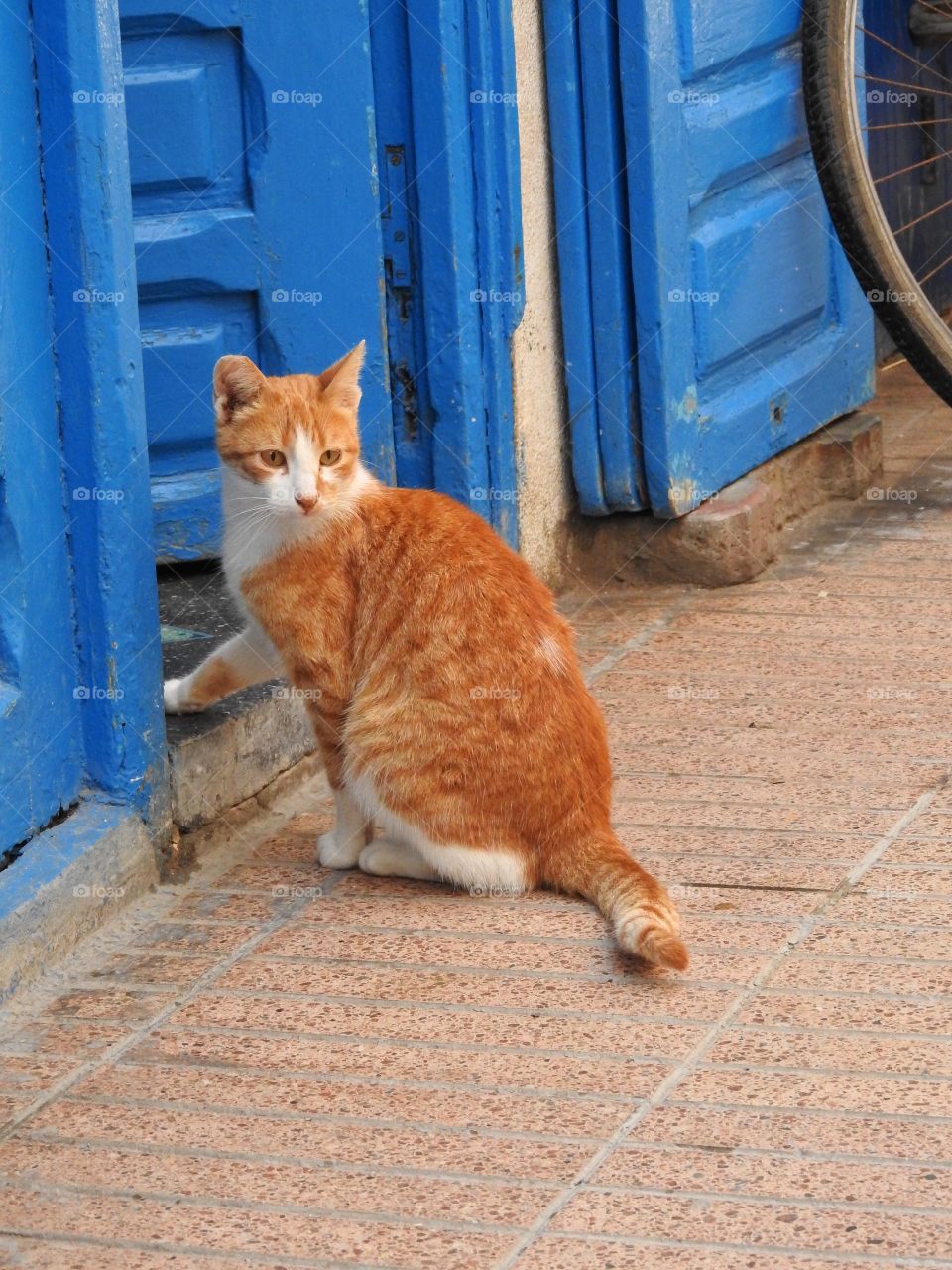 A cute cat looking away