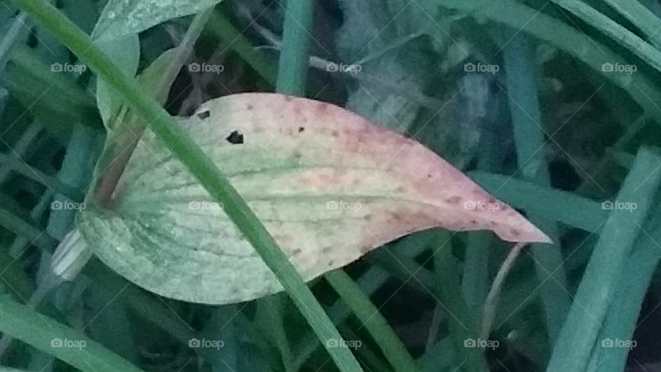 Leaf in the fall