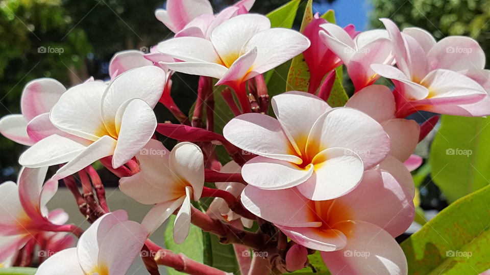 Plumeria with shades of red