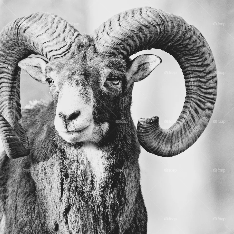 capricorn portrait