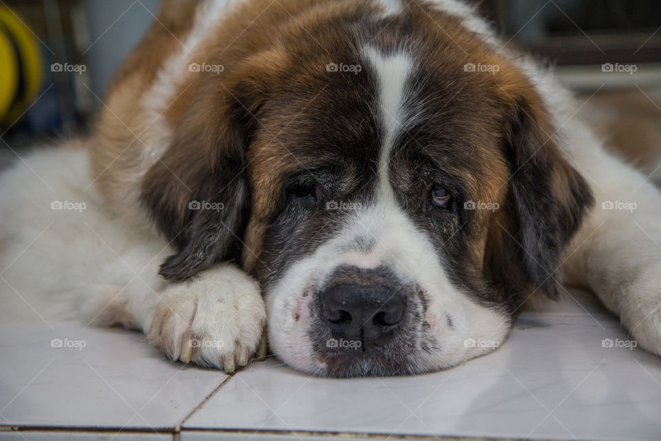 My st bernard