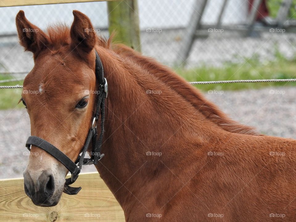 Close-up of a foal