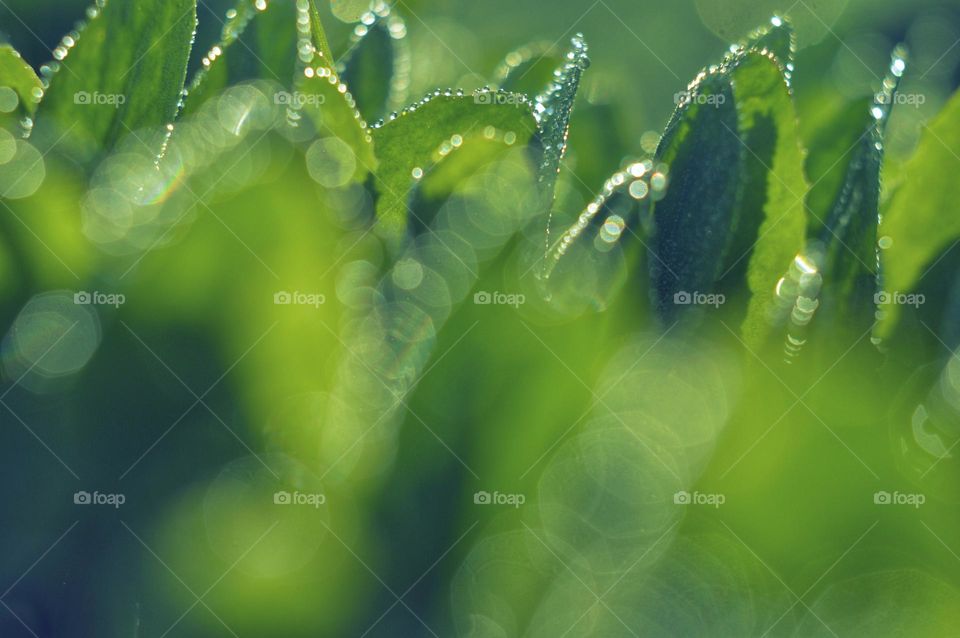 defocused image background lettuce leaves with dew drops