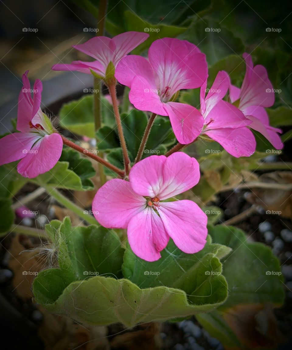 Pink Geranium