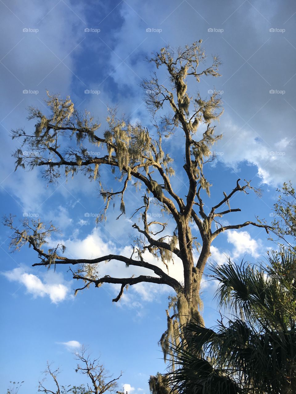 Tree against sky