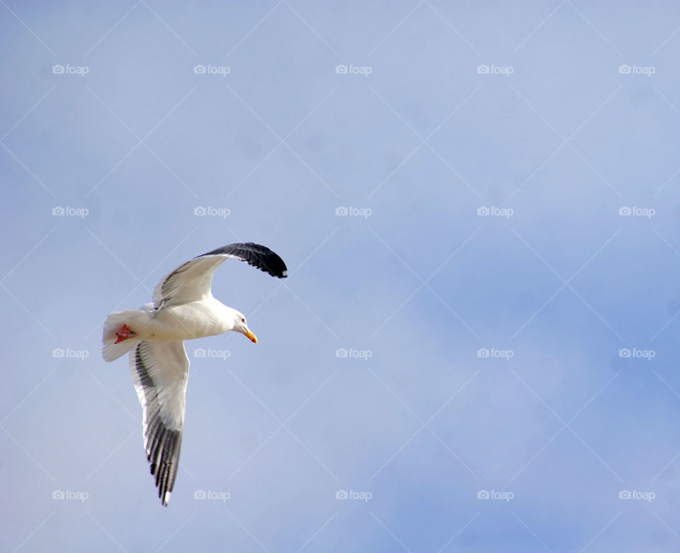 Seagull flying in sky