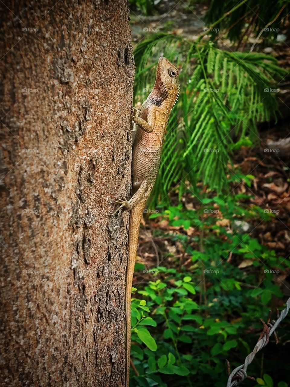 Chameleon 🤩 One of the wildest shots captured by me.📸