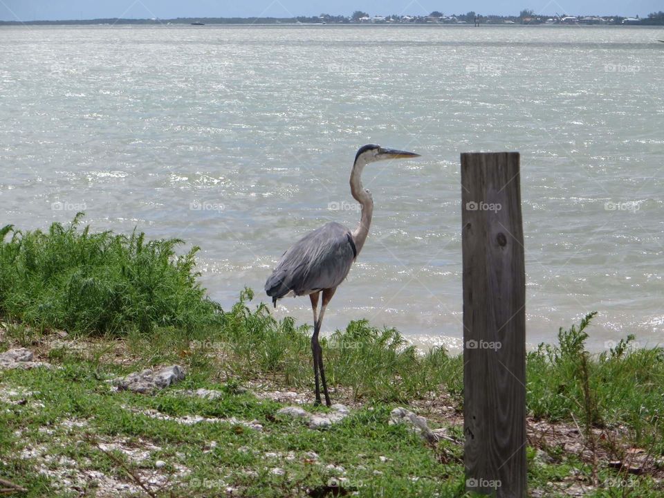 great blue heron